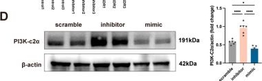 Fig.7.D showing Western Blotting from the publication: tsRNA-3025a Impairs Mitochondrial Function and Autophagy to Inhibit Myocardial Regeneration and Repair Following Ischemia-Reperfusion Injury.