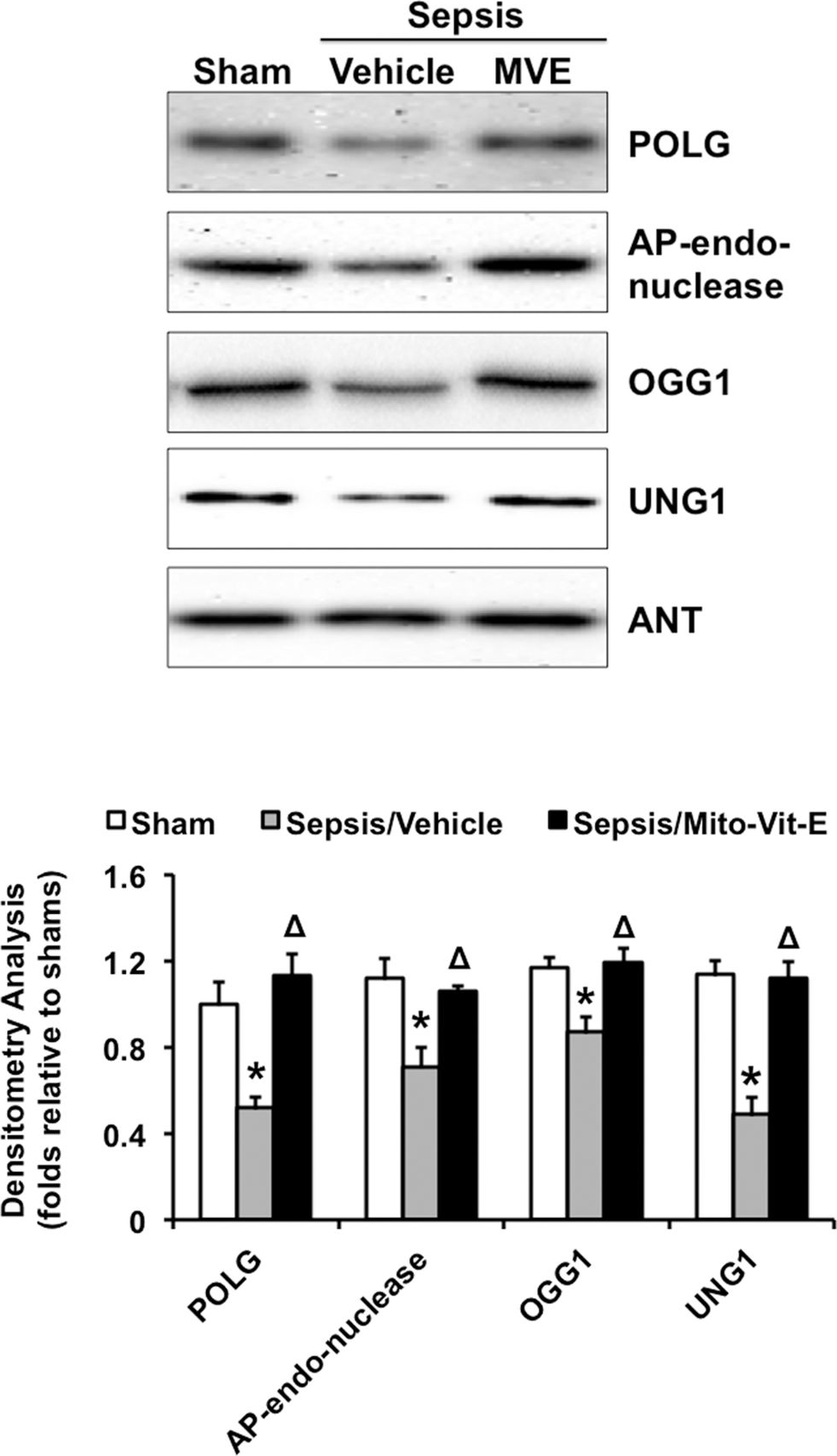 Fig.2.A showing Western Blotting in a Rattus norvegicus (Rat) sample from the publication: Mitochondrial ROS Induces Cardiac Inflammation via a Pathway through mtDNA Damage in a Pneumonia-Related Sepsis Model.