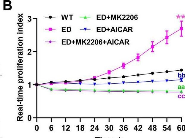 Fig.6.B from the publication: Single-base editing in IGF2 improves meat production and intramuscular fat deposition in Liang Guang Small Spotted pigs.