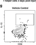 Fig.5.G showing Flow cytometry/Cell sorting in a Rattus norvegicus (Rat) sample from the publication: Perturbing chondroitin sulfate proteoglycan signaling through LAR and PTPσ receptors promotes a beneficial inflammatory response following spinal cord injury.