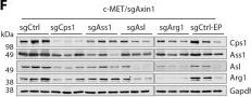 Arginase-1 (D4E3M) Rabbit Monoclonal Antibody | Cell Signaling