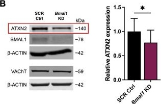 Fig.2.B showing Western Blotting from the publication: A role for the cholinergic neuron circadian clock in RNA metabolism and mediating neurodegeneration.