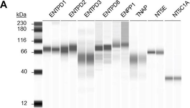 Fig.9.A showing Western Blotting in a Mus musculus (House mouse) sample from the publication: Mechanosensitive Hydrolysis of ATP and ADP in Lamina Propria of the Murine Bladder by Membrane-Bound and Soluble Nucleotidases.