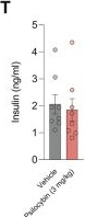 Fig.1.T showing Enzyme-linked immunosorbent assay from the publication: Acute and long-term effects of psilocybin on energy balance and feeding behavior in mice.