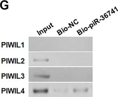 Fig.3.G showing Western Blotting from the publication: piRNA-36741 regulates BMP2-mediated osteoblast differentiation via METTL3 controlled m6A modification.
