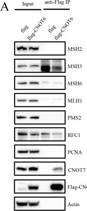 Fig.3.A showing Western Blotting in a Mus musculus (House mouse) sample from the publication: CNOT6: A Novel Regulator of DNA Mismatch Repair.