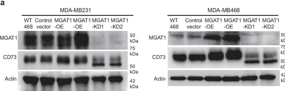 Fig.5.A showing Western Blotting in a Homo sapiens (Human) sample from the publication: MGAT1-Guided complex N-Glycans on CD73 regulate immune evasion in triple-negative breast cancer.