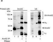 Fig.4.D showing Western Blotting in a Rattus norvegicus (Rat) sample from the publication: Post-translational modifications of Annexin A2 are linked to its association with perinuclear nonpolysomal mRNP complexes.