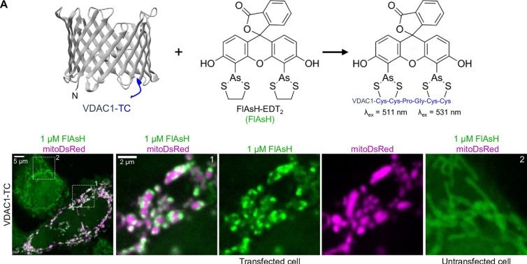 Fig.2.A from the publication: Visualizing VDAC1 in live cells using a tetracysteine tag.