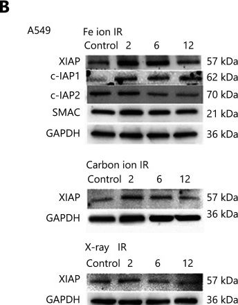 Fig.3.B showing Western Blotting from the publication: ANTP-SMACN7 fusion peptide alone induced high linear energy transfer irradiation radiosensitization in non-small cell lung cancer cell lines.