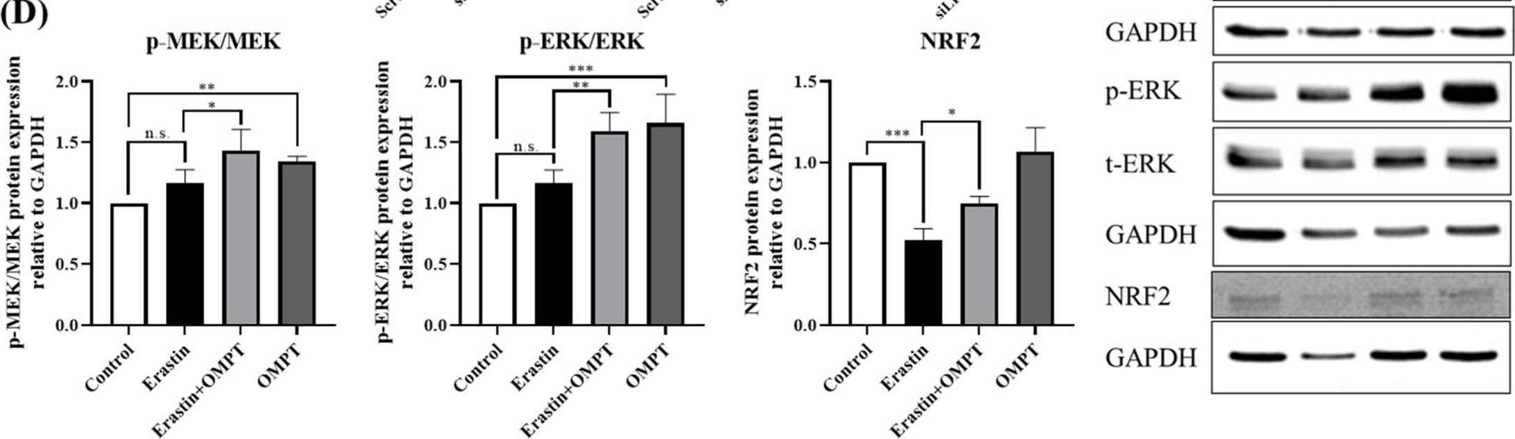 Fig.3.D showing Western Blotting in a Homo sapiens (Human) sample from the publication: Lysophosphatidic Acid Receptor 3 Activation Is Involved in the Regulation of Ferroptosis.