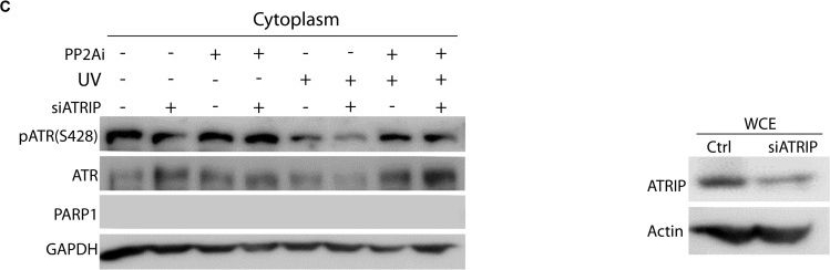 Fig.2.C showing Western Blotting in a Homo sapiens (Human) sample from the publication: PP2A Regulates Phosphorylation-Dependent Isomerization of Cytoplasmic and Mitochondrial-Associated ATR by Pin1 in DNA Damage Responses.
