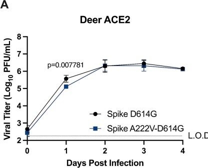 Fig.4.A from the publication: The recurrent Spike A222V mutation in SARS-CoV-2 enhances replication in primary deer lung cells.