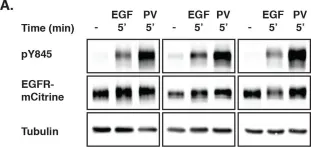 Fig.1.A showing Western Blotting from the publication: EGF-dependent re-routing of vesicular recycling switches spontaneous phosphorylation suppression to EGFR signaling.