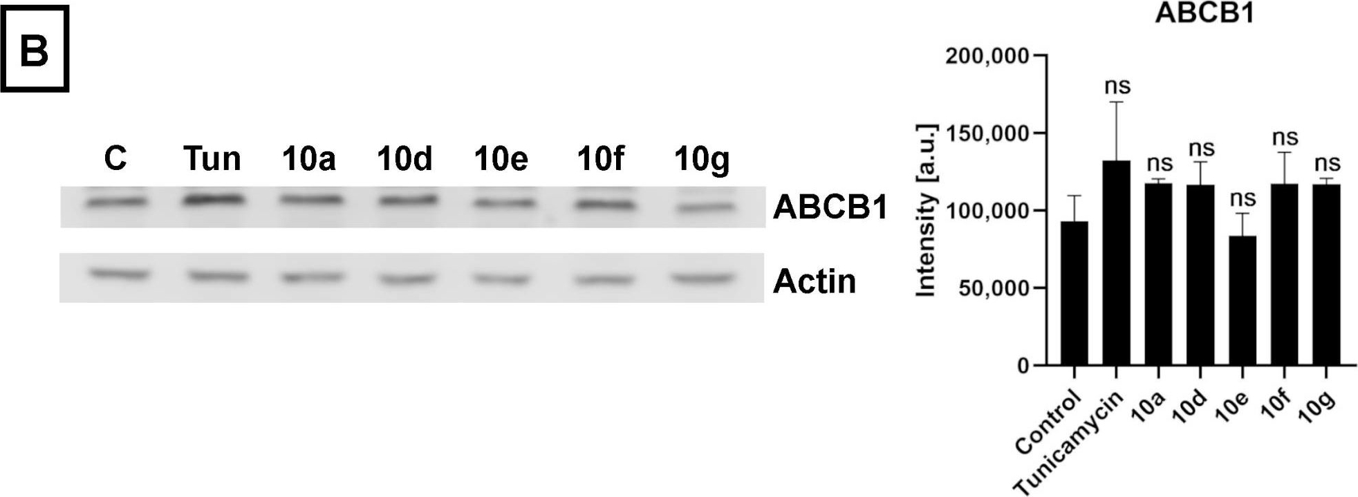 Fig.6.B showing Western Blotting in a Homo sapiens (Human) sample from the publication: Semi-Synthetic Dihydrotestosterone Derivatives Modulate Inherent Multidrug Resistance and Sensitize Colon Cancer Cells to Chemotherapy.