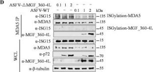 MDA-5 (D74E4) Rabbit Monoclonal Antibody | Cell Signaling Technology
