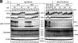 Fig.4.B showing Western Blotting from the publication: Mre11 exonuclease activity promotes irreversible mitotic progression under replication stress.