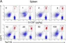 Fig.2.A showing Flow cytometry/Cell sorting from the publication: G-CSF shifts erythropoiesis from bone marrow into spleen in the setting of systemic inflammation.