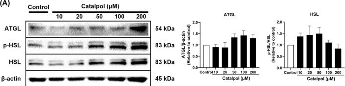 Fig.6.A showing Western Blotting in a Mus musculus (House mouse) sample from the publication: Fat Browning Effects of Catalpol and Rhoifolin from Rehmannia glutinosa (Gaertn.) and Lonicera japonica (Thunb.) in 3T3-L1 Adipocytes via the β3-AR Signaling Pathway.