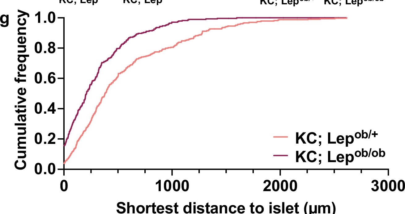 Fig.10.G from the publication: Beta cell-derived cholecystokinin drives obesity-associated pancreatic adenocarcinoma development.