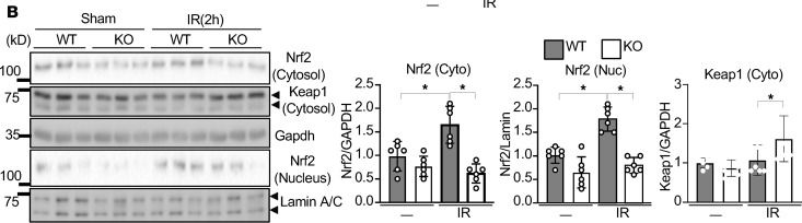 Fig.4.B showing Western Blotting from the publication: Perm1 enhances Nrf2-driven antioxidant defense through Keap1 oxidation during myocardial ischemia/reperfusion injury.