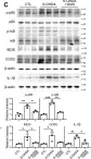 Fig.5.C showing Western Blotting in a Mus musculus (House mouse) sample from the publication: Protective effect of increased O-GlcNAc cycling against 6-OHDA induced Parkinson's disease pathology.