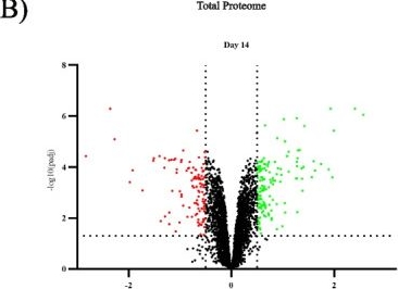 Fig.2.B showing Flow cytometry/Cell sorting from the publication: Broad proteomics analysis of seeding-induced aggregation of α-synuclein in M83 neurons reveals remodeling of proteostasis mechanisms that might contribute to Parkinson's disease pathogenesis.