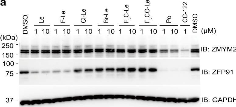Fig.5.A showing Western Blotting in a Rattus norvegicus (Rat) sample from the publication: Lenalidomide derivatives and proteolysis-targeting chimeras for controlling neosubstrate degradation.