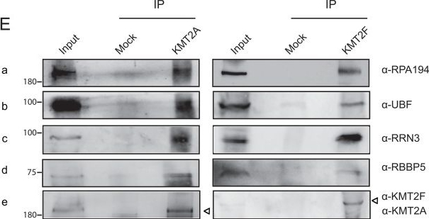 Fig.3.E showing Western Blotting in a Homo sapiens (Human) sample from the publication: The KMT2F histone methyltransferase interacts with the RNA polymerase I machinery to promote ribosomal RNA transcription.