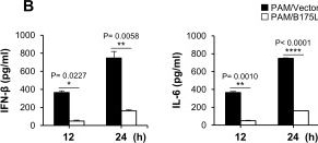 Fig.1.B showing Enzyme-linked immunosorbent assay from the publication: African swine fever virus B175L inhibits the type I interferon pathway by targeting STING and 2'3'-cGAMP.