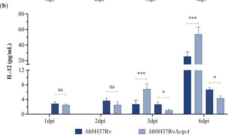 Fig.5.B showing Enzyme-linked immunosorbent assay from the publication: The Plasma Membrane P-Type ATPase CtpA Is Required for Mycobacterium tuberculosis Virulence in Copper-Activated Macrophages in a Mouse Model of Progressive Tuberculosis.