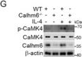 Fig.7.G showing Western Blotting from the publication: Calhm6 Governs Macrophage Polarization Through Chp1-Camk4-Creb1 Axis and Ectosomal Delivery in Inflammatory Responses.