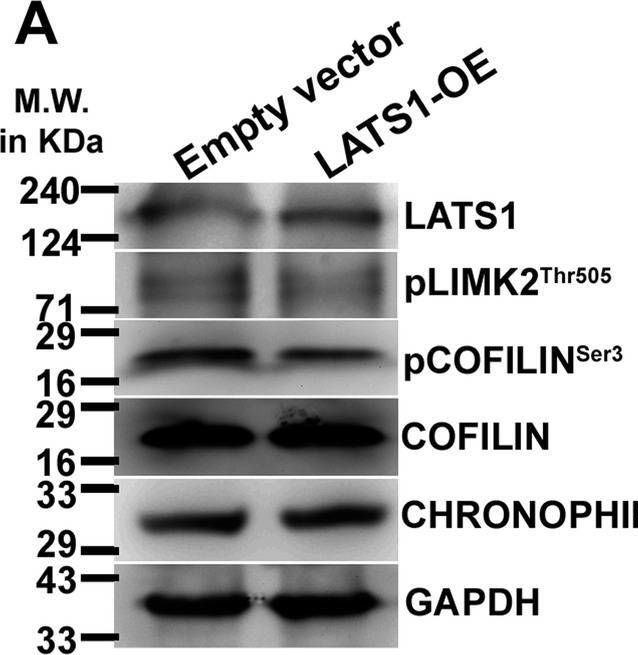 Fig.6.A showing Western Blotting from the publication: Molecular regulation of trophoblast stem cell self-renewal and giant cell differentiation by the Hippo components YAP and LATS1.