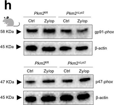 Fig.3.H showing Western Blotting in a Mus musculus (House mouse) sample from the publication: The metabolic function of pyruvate kinase M2 regulates reactive oxygen species production and microbial killing by neutrophils.