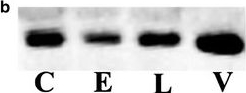 Fig.2.B showing Western Blotting in a Rattus norvegicus (Rat) sample from the publication: Differential effects of antidepressants escitalopram versus lithium on Gs alpha membrane relocalization.