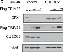 Fig.6.D showing Western Blotting in a Mus musculus (House mouse) sample from the publication: CUEDC2 modulates cardiomyocyte oxidative capacity by regulating GPX1 stability.