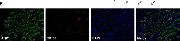 Fig.2.E showing Immunohistochemistry-immunofluorescence in a Rattus norvegicus (Rat) sample from the publication: High CD133 expression in proximal tubular cells in diabetic kidney disease: good or bad?