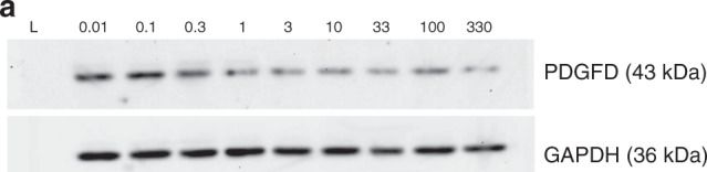 Fig.4.A showing Western Blotting in a Homo sapiens (Human) sample from the publication: Platelet-derived growth factor D expression in adrenal cells is modulated by corticosteroids: putative role in adrenal suppression.