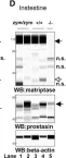 Fig.4.D showing Simple Western - Size in a Mus musculus (House mouse) sample from the publication: Matriptase zymogen supports epithelial development, homeostasis and regeneration.