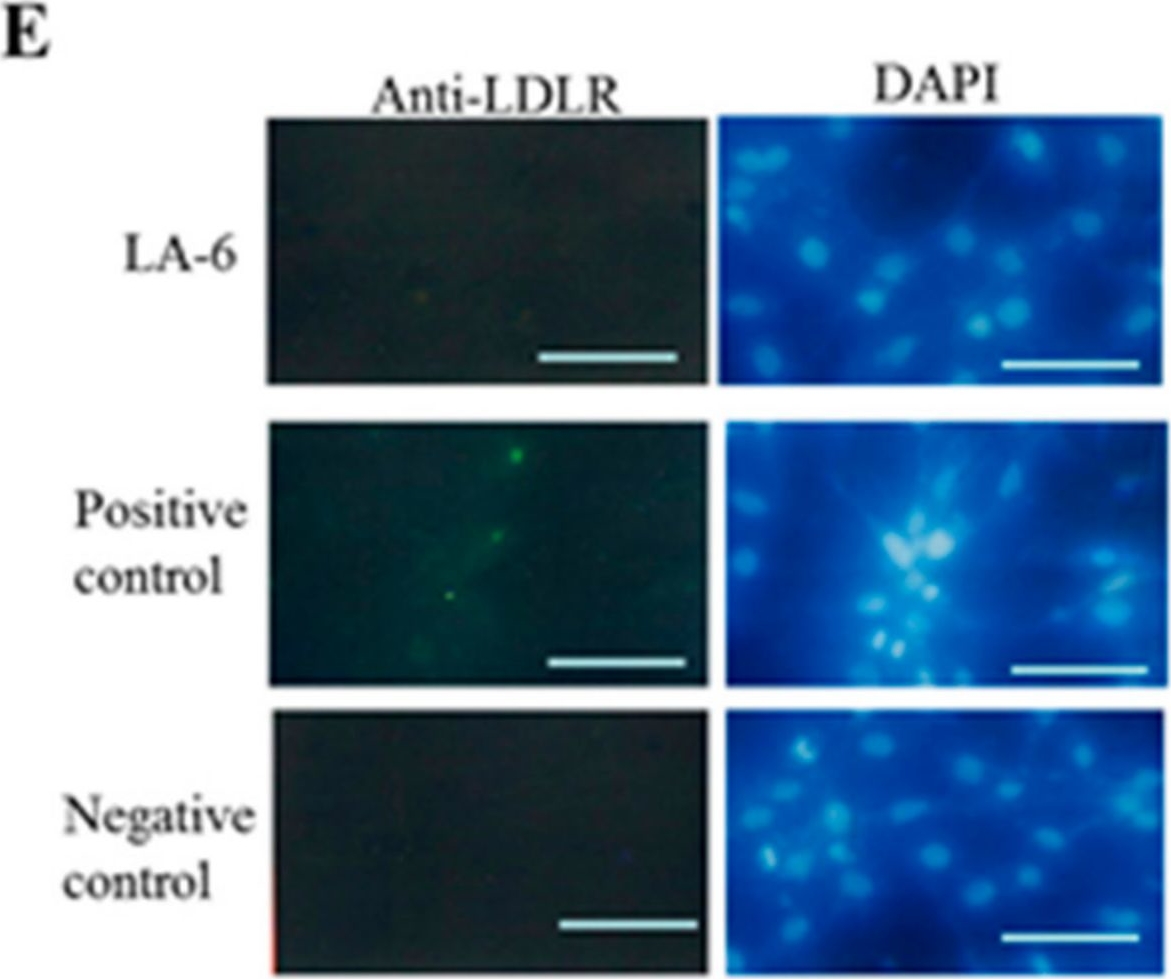 Fig.2.E showing Immunocytochemistry-immunofluorescence in a Sus scrofa domesticus (Domestic pig) sample from the publication: Efficient Generation of Somatic Cell Nuclear Transfer-Competent Porcine Cells with Mutated Alleles at Multiple Target Loci by Using CRISPR/Cas9 Combined with Targeted Toxin-Based Selection System.