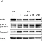 Fig.4.A showing Western Blotting from the publication: Administration of L-arginine plus L-citrulline or L-citrulline alone successfully retarded endothelial senescence.