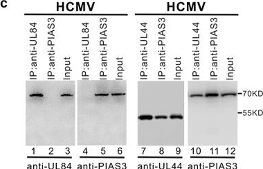 Fig.1.C showing Western Blotting from the publication: Site-specific SUMOylation of viral polymerase processivity factor: a way of localizingtoND10 subnuclear domains for restricted and self-controlled reproduction of herpesvirus.