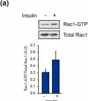 Fig.5.A showing Western Blotting from the publication: β2-Chimaerin, a GTPase-Activating Protein for Rac1, Is a Novel Regulator of Hepatic Insulin Signaling and Glucose Metabolism.