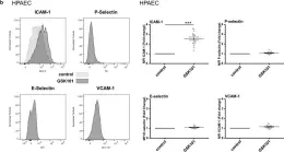 Fig.5.B showing Flow cytometry/Cell sorting in a Homo sapiens (Human) sample from the publication: TRPV4 channel activation induces the transition of venous and arterial endothelial cells toward a pro-inflammatory phenotype.