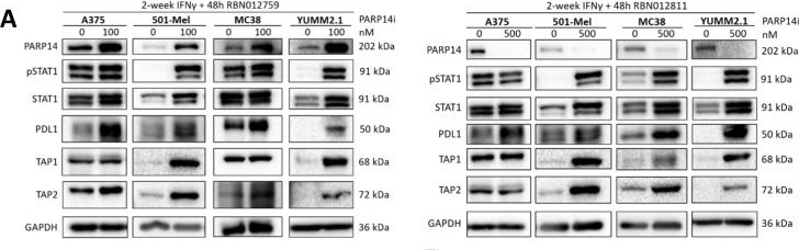 Fig.8.A showing Western Blotting from the publication: PARP14 inhibition restores PD-1 immune checkpoint inhibitor response following IFNγ-driven acquired resistance in preclinical cancer models.