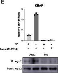 Fig.5.E showing Western Blotting from the publication: Hsa-miR-532-3p protects human decidual mesenchymal stem cells from oxidative stress in recurrent spontaneous abortion via targeting KEAP1.