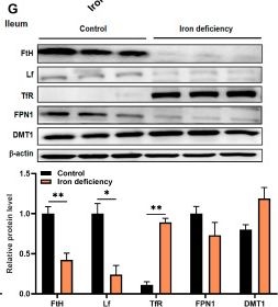Fig.1.G showing Western Blotting from the publication: Iron Deficiency Inhibits the Proliferation of Intestinal Stem Cells and Induces Their Differentiation to Enterocytes.