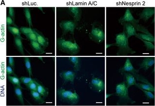 Fig.6.A showing Immunofluorescence in a Mus musculus (House mouse) sample from the publication: Lamin A-mediated nuclear lamina integrity is required for proper ciliogenesis.