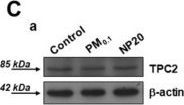 Fig.3.C showing Western Blotting in a Mus musculus (House mouse) sample from the publication: Size-Based Effects of Anthropogenic Ultrafine Particles on Lysosomal TRPML1 Channel and Autophagy in Motoneuron-like Cells.