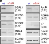 Fig.5.E showing Western Blotting from the publication: Open-gate mutants of the mammalian proteasome show enhanced ubiquitin-conjugate degradation.